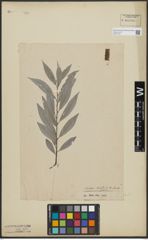 Foto von Salix alba L.